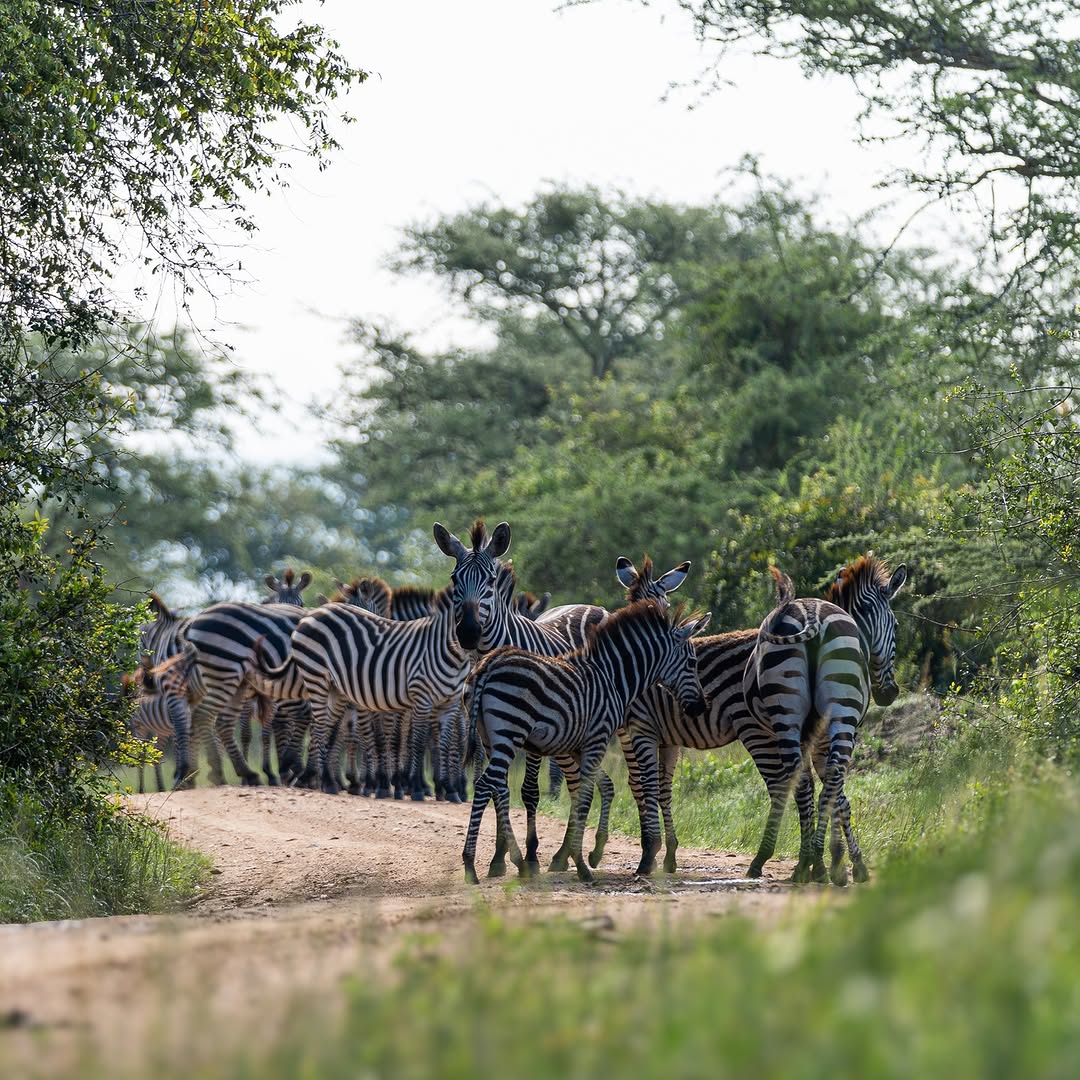 Wildlife